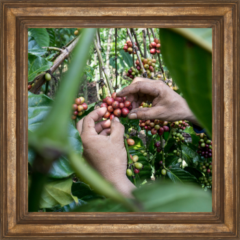 hand picking Liberica coffee cherries